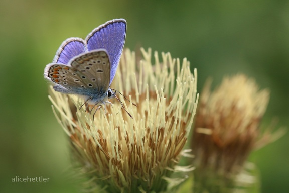 Hauhechel-Bläuling (Polyommatus icarus)